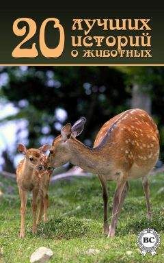 Коллектив авторов - 20 лучших историй о животных - <a href=
