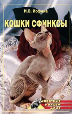 Дарья Нестерова - Кошки – сфинксы - <a href=