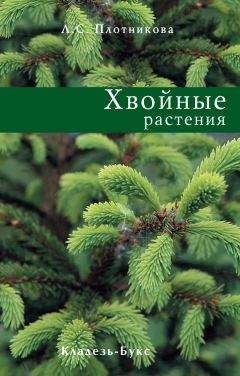 Лилиан Плотникова - Хвойные растения - <a href=