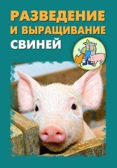 Илья Мельников - Разведение и выращивание свиней - <a href=