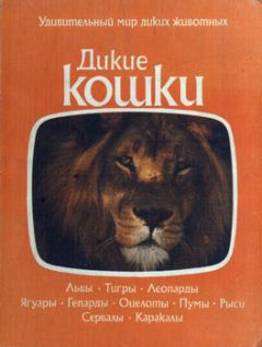 Коллектив авторов - Дикие кошки - <a href=