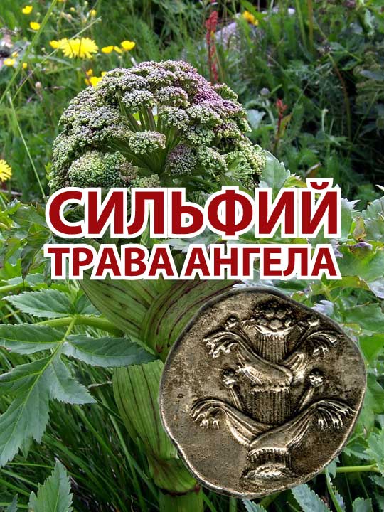 Сильфий - трава ангела - l_eonid