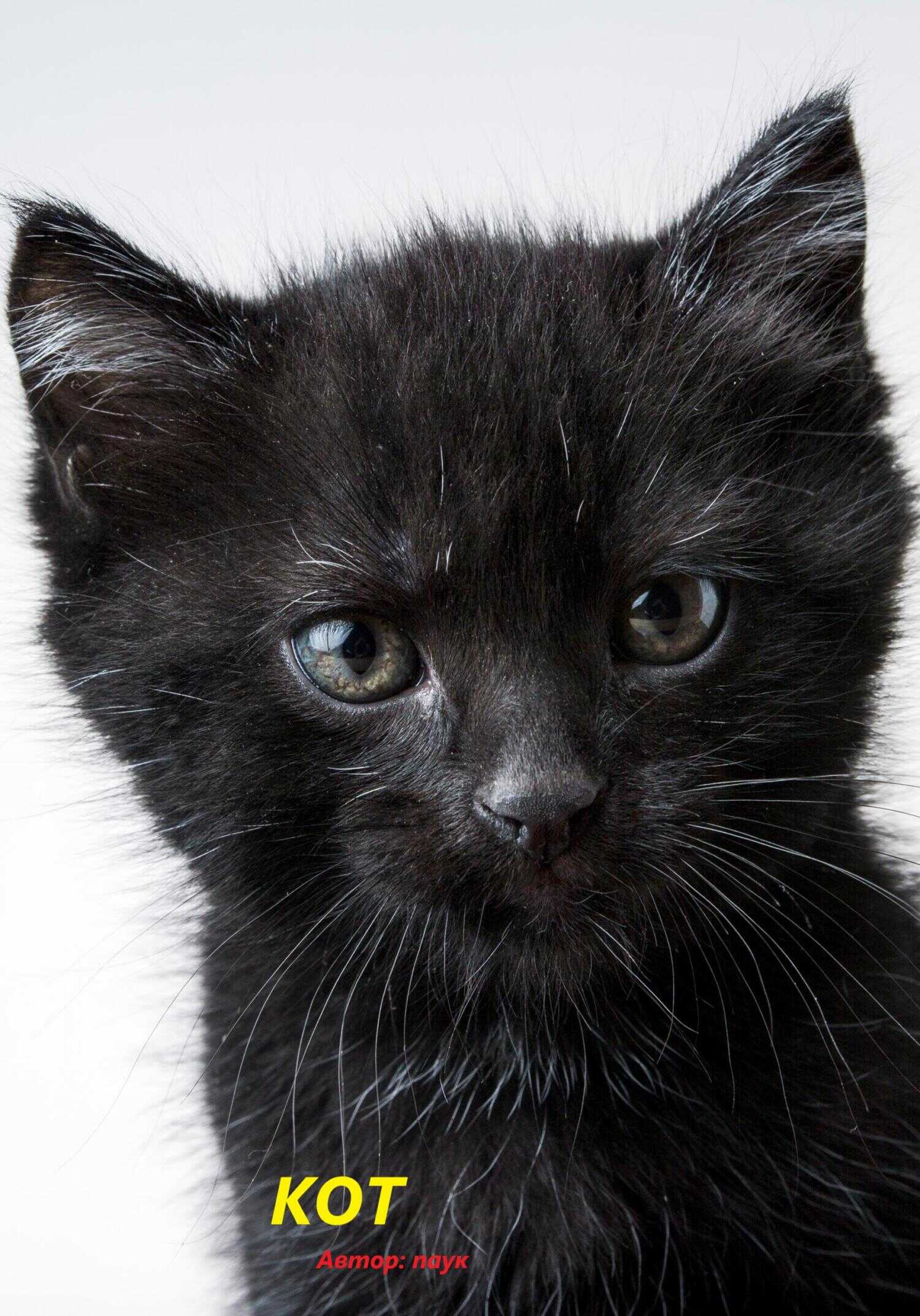 Кот - Паук - <a href=
